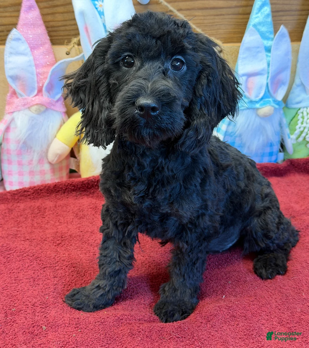 Cockapoo dogs for sale: Anna - Ad 4