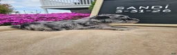 Miniature Schnauzer dogs for sale: Sandi - Ad 7