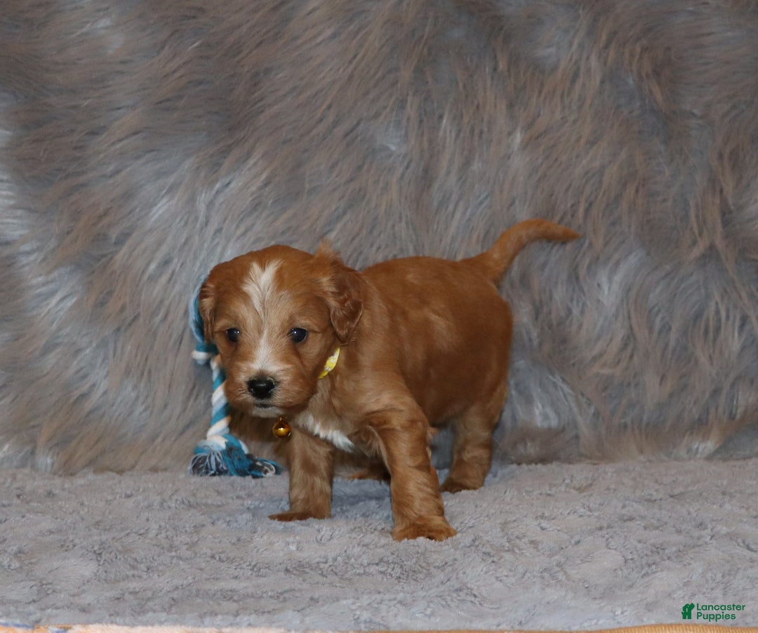 Mini Goldendoodle dogs for sale: Winslow 💙👨‍👨‍👧‍👦💞🐕 - Ad 10