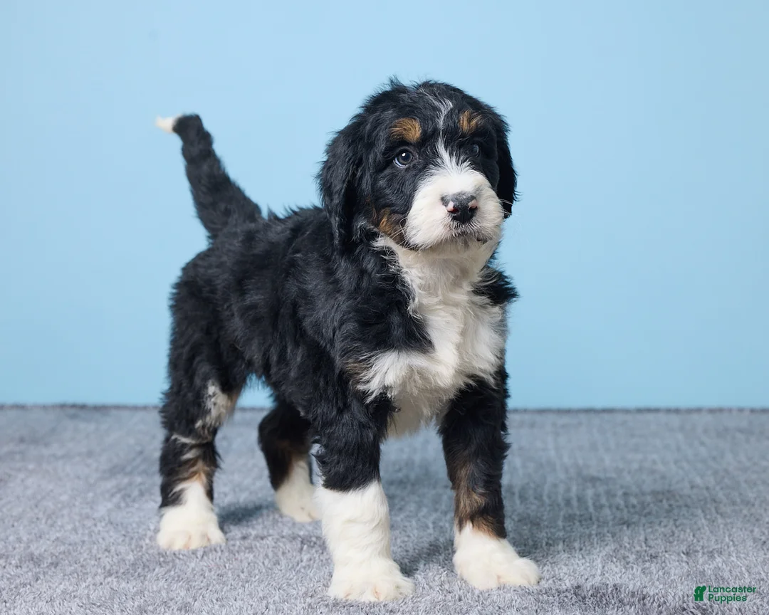 Bernedoodle dogs for sale: Holly - Ad 4