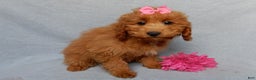 Mini Goldendoodle dogs for sale: Laci - Ad 5
