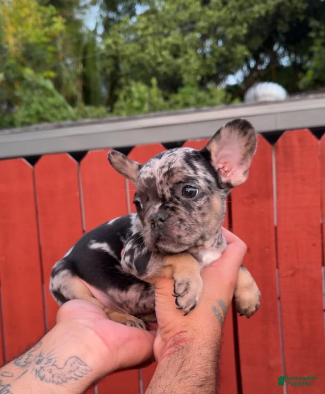 French Bulldog dogs for sale: French Bulldog Isabella Merle - Ad 3