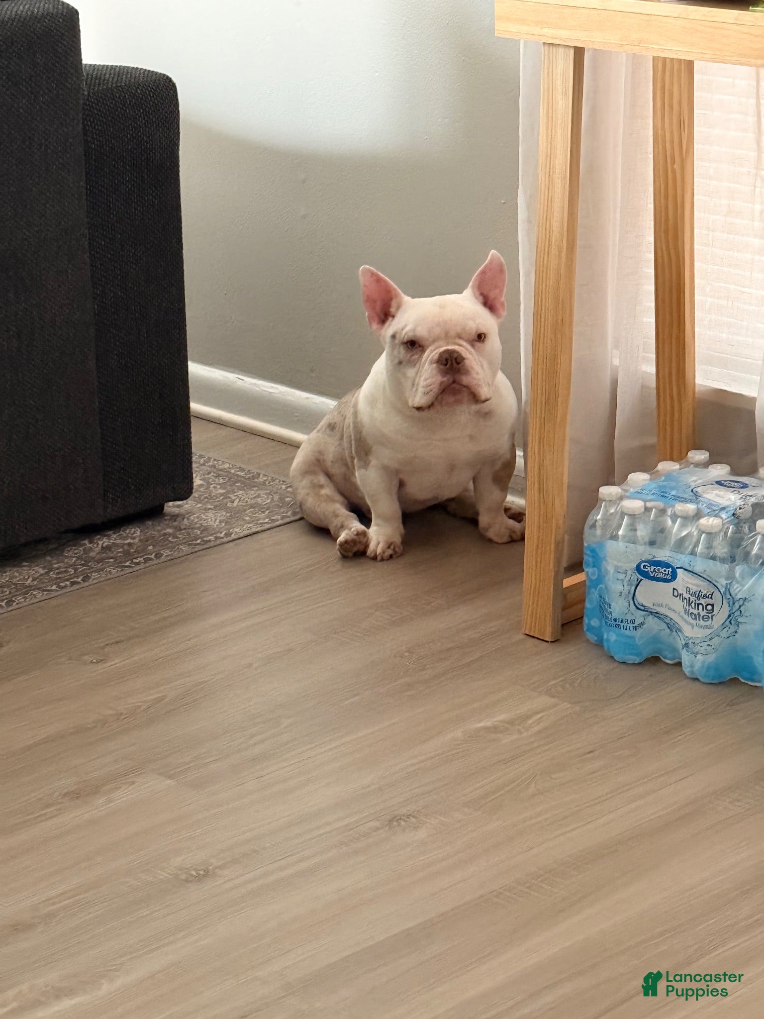 American Bully dogs for stud: Micro Merle stud bama  - Ad 2