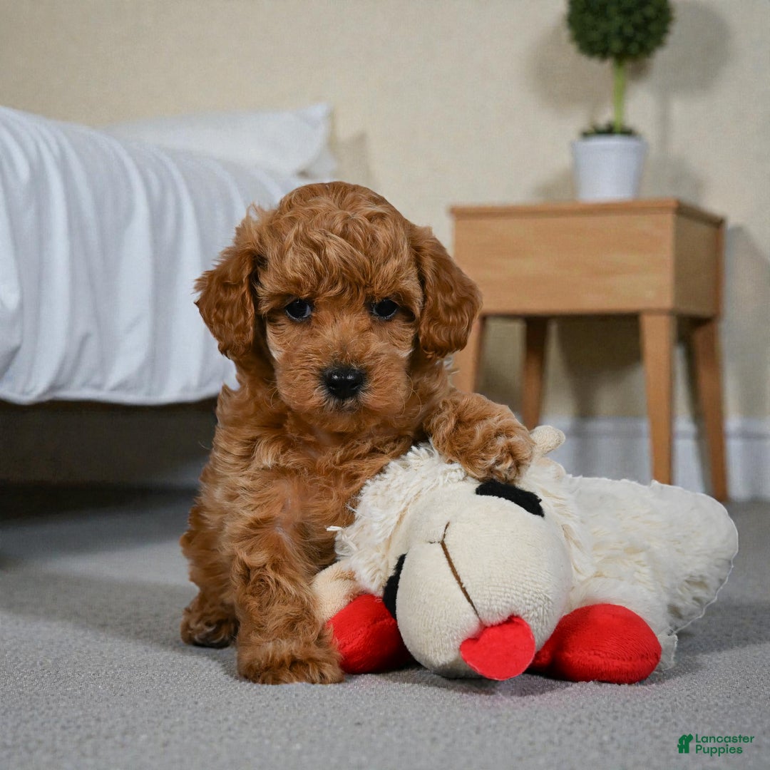 Miniature Poodle dogs for sale: Bella - Ad 4