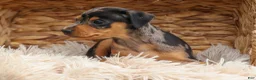 Miniature Pinscher dogs for sale: AMY - Ad 10