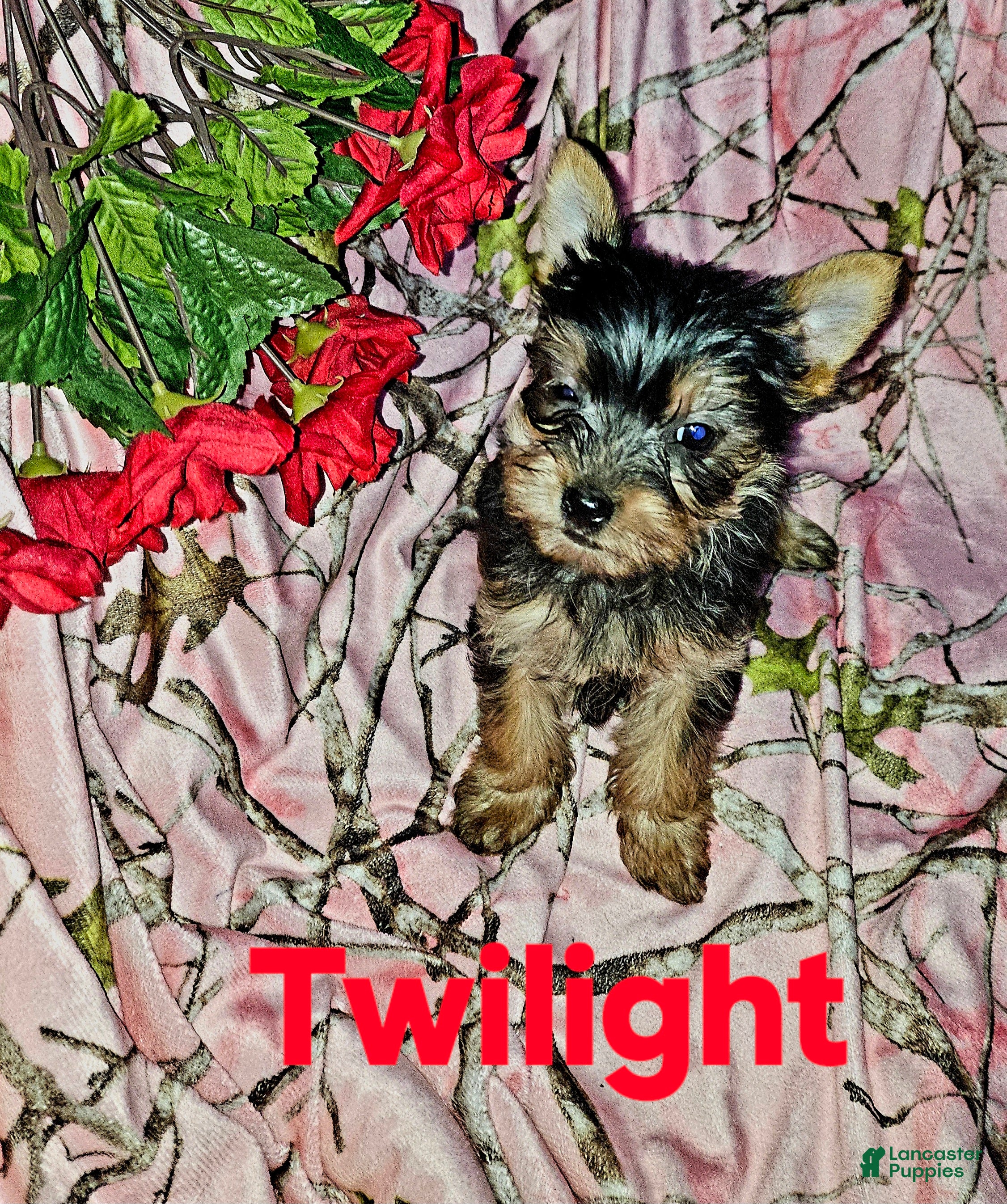 Morkie dogs TWILIGHT  - Ad 20