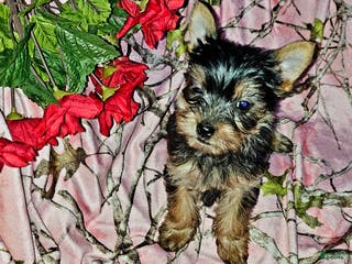 Morkie dogs TWILIGHT - Ad 20