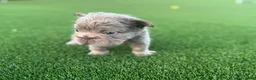 French Bulldog dogs for sale: Nova - Ad 6