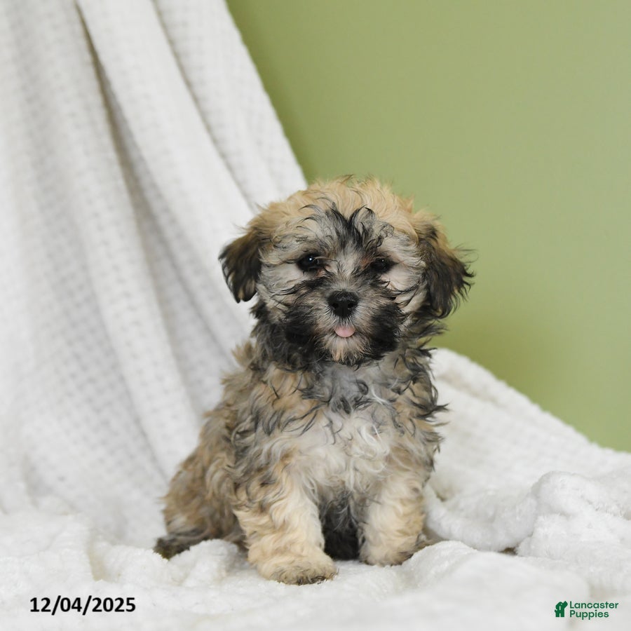 Havanese dogs Darla - Ad 12
