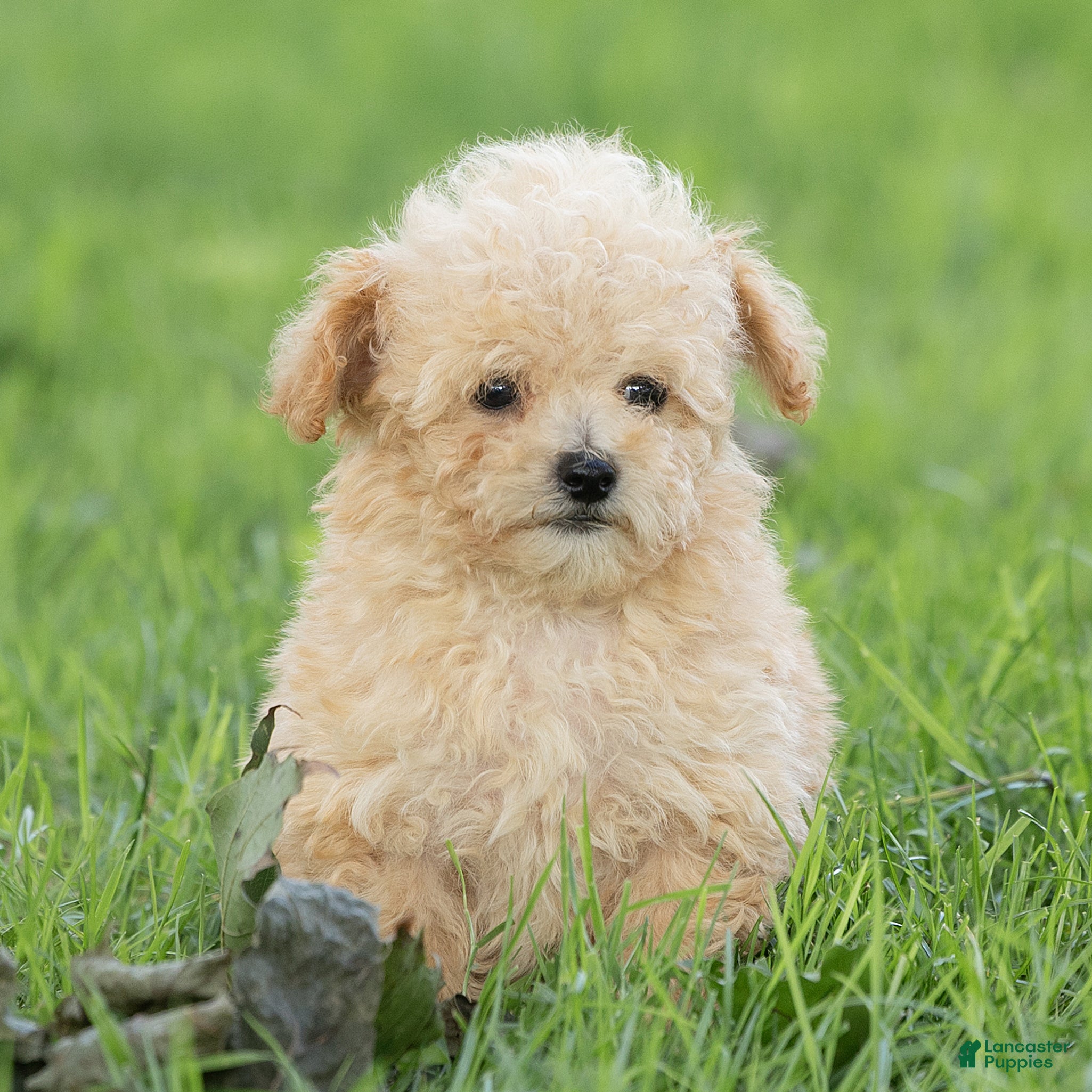 Maltipoo