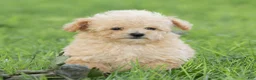 Maltipoo dogs for sale: Teddy Maltipoo  - Ad 1