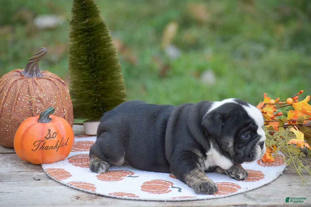 English Bulldog dogs for sale: Francesca - Ad 10
