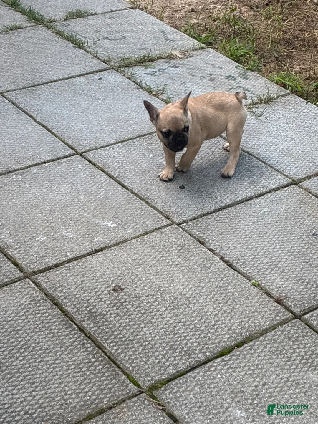 French Bulldog dogs for sale: French Bulldog 1 - Ad 2