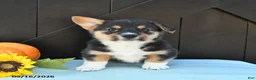 Welsh Corgi Pembroke dogs for sale: Ryder - Ad 4