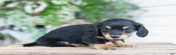 Miniature Dachshund dogs for sale: Mabel - Ad 8