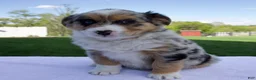 Australian Shepherd dogs for sale: Prince - Ad 1