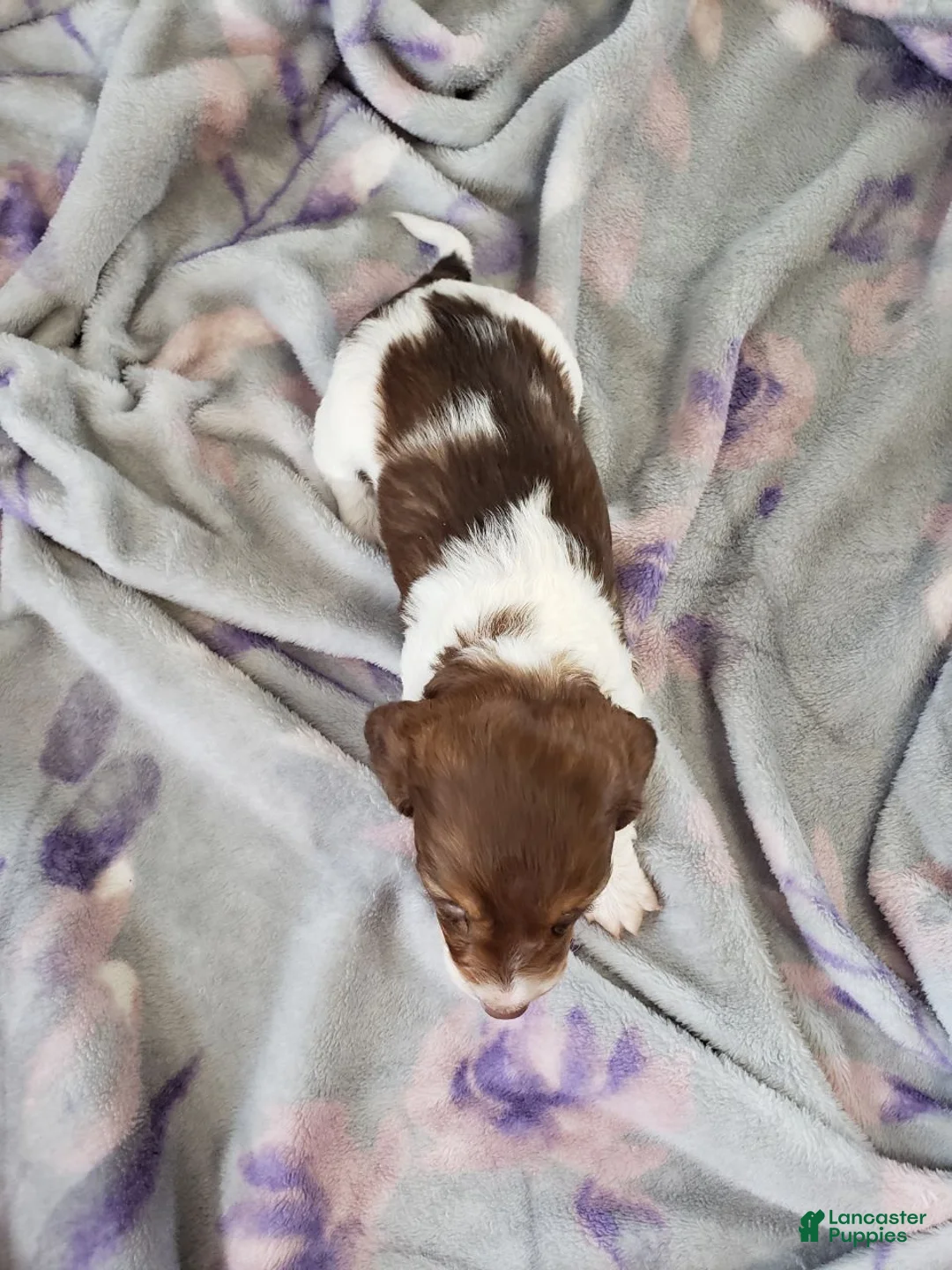 Miniature Dachshund dogs for sale: Willow - Ad 2