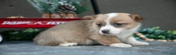 Welsh Corgi Pembroke dogs for sale: Clementine - Ad 2
