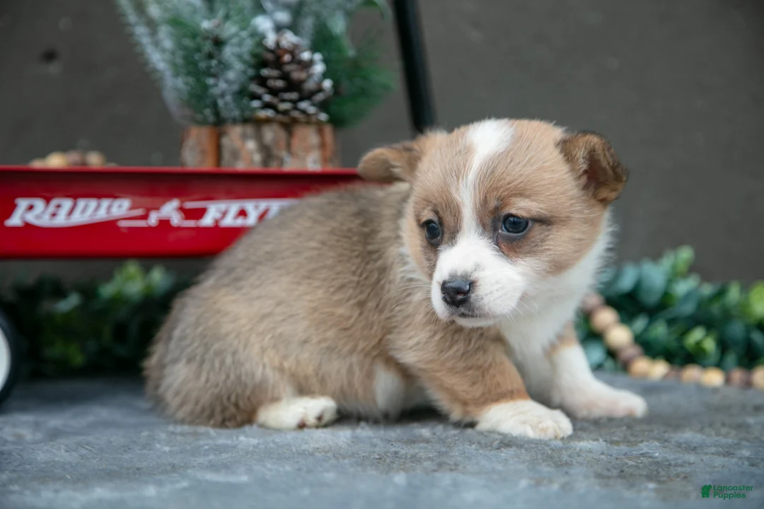 Welsh Corgi Pembroke dogs for sale: Clementine - Ad 2