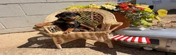 Miniature Pinscher dogs for sale: Jemima - Ad 3