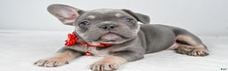 French Bulldog dogs for sale: Kate - Ad 1