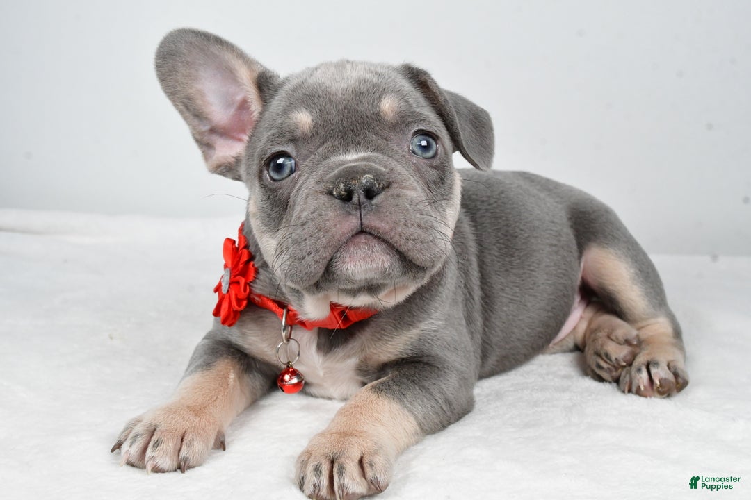 French Bulldog dogs for sale: Kate - Ad 1