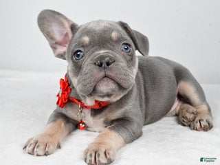 French Bulldog dogs Kate - Ad 6