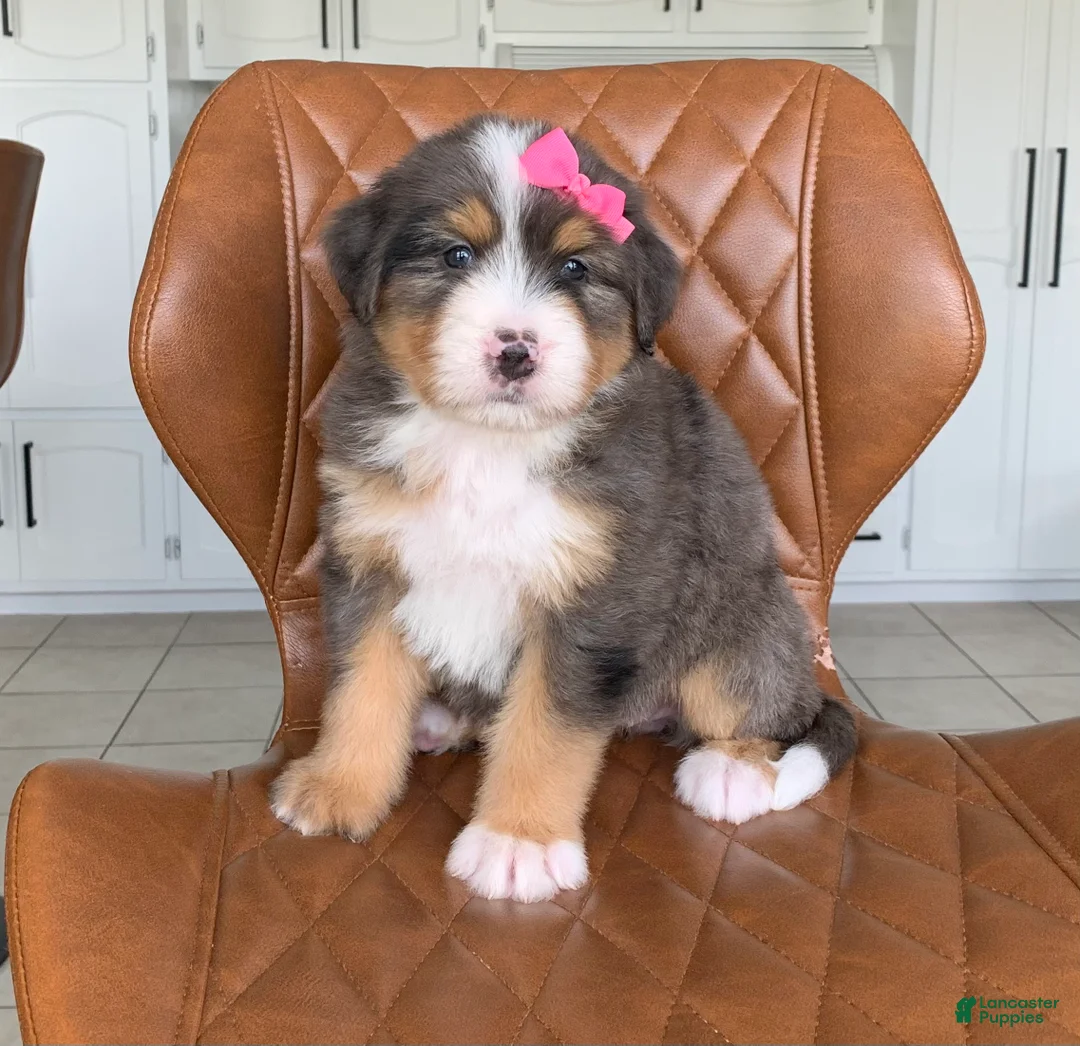 Bernedoodle dogs for sale: Nala - Ad 1