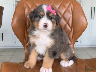 Bernedoodle dogs for sale: Nala - Ad 1