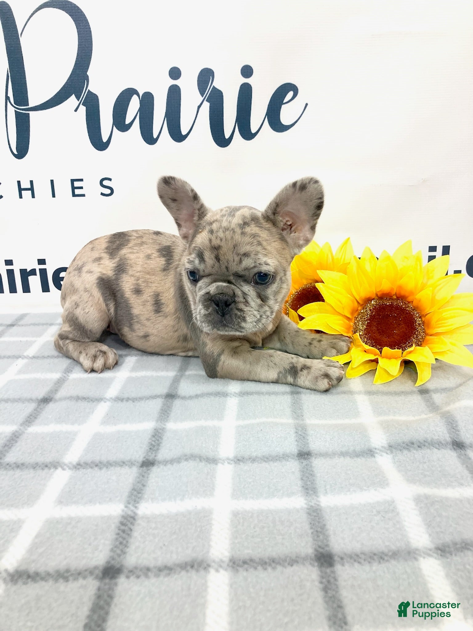 French Bulldog dogs Evie French Bulldog 2 - Ad 2