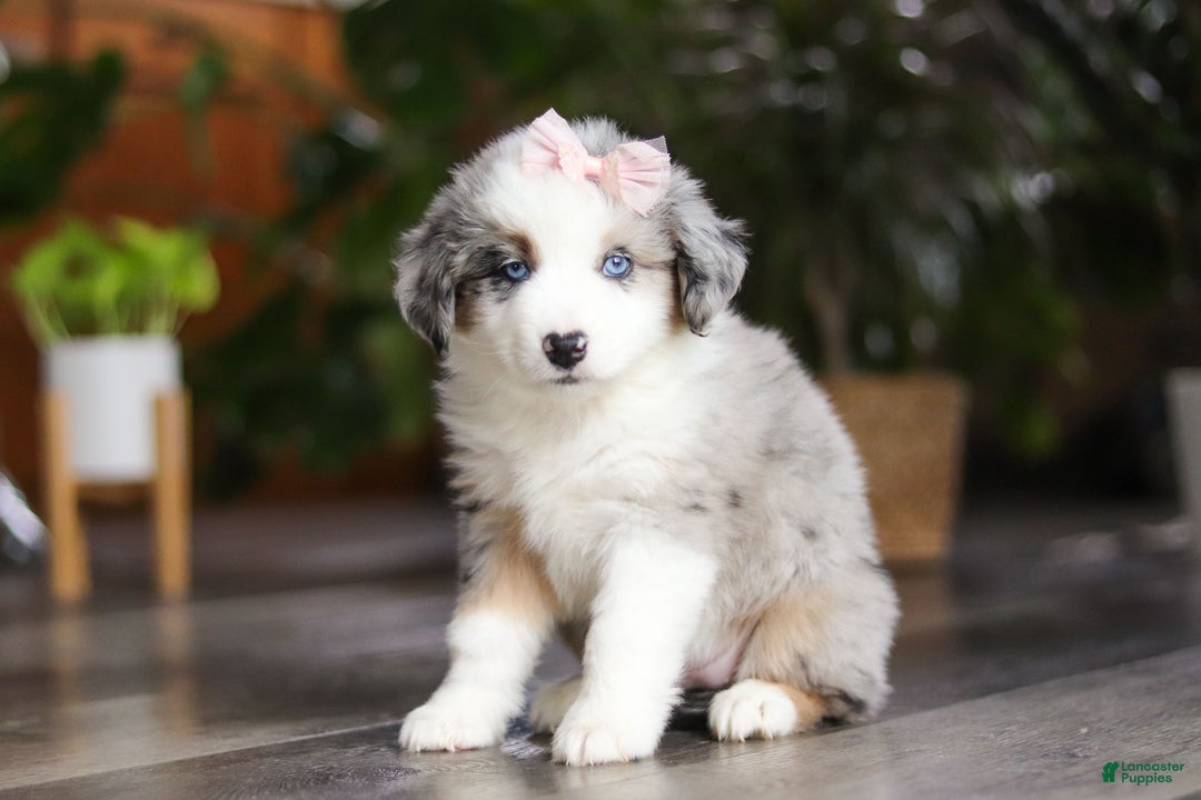 Miniature Australian Shepherd dogs for sale: Godiva - Ad 2