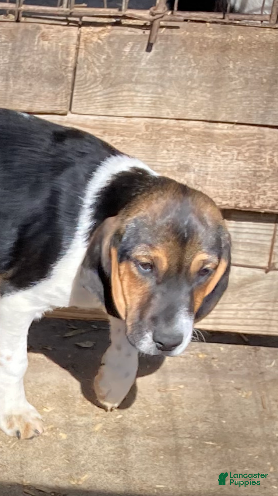 Beagle dogs for sale: Beagle Puppy 1 - Ad 4
