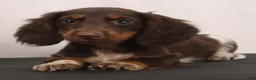 Dachshund dogs for sale: billy - Ad 8