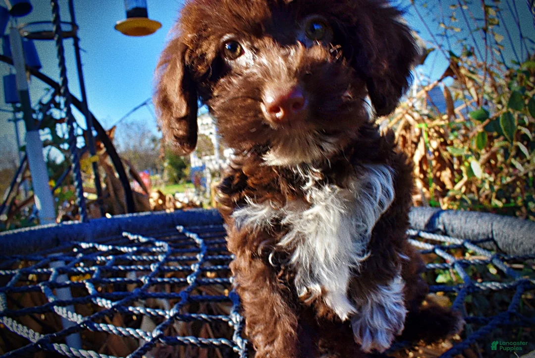 Havapoo dogs for sale: Sunny - Ad 2