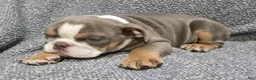 English Bulldog dogs for sale: Clarence - Ad 5