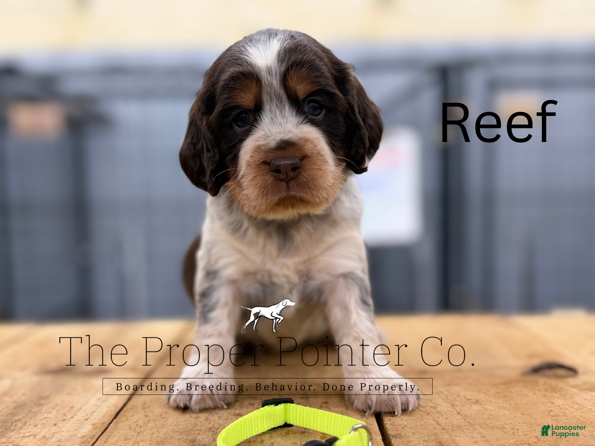 English Springer Spaniel dogs Reef  - Ad 1