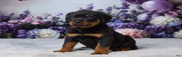 Rottweiler dogs for sale: Rocky - Ad 3
