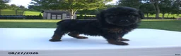 Yorkiepoo dogs for sale: Jill - Ad 4