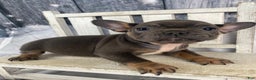 French Bulldog dogs for sale: Molly - Ad 4