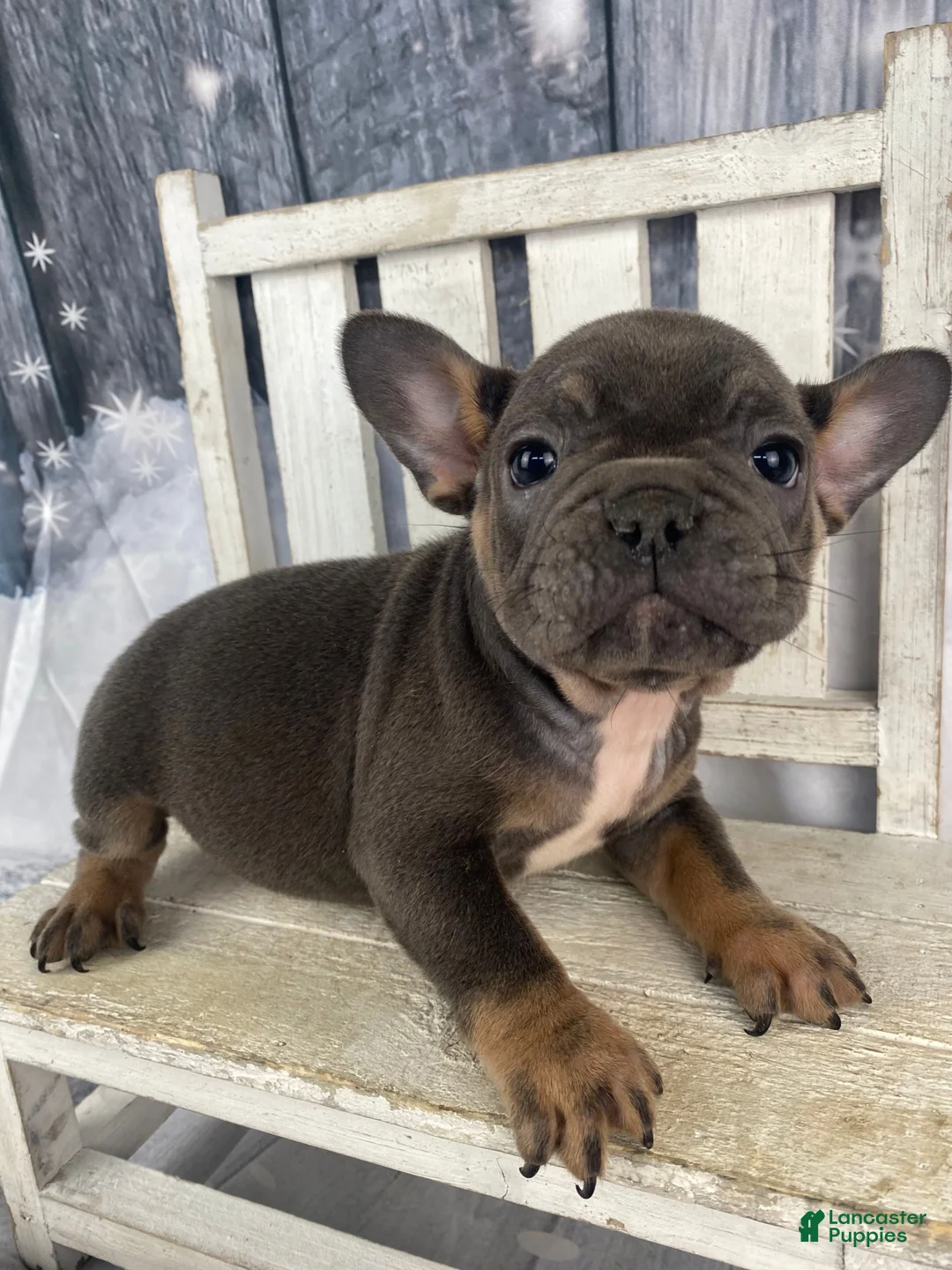 French Bulldog dogs for sale: Molly - Ad 9