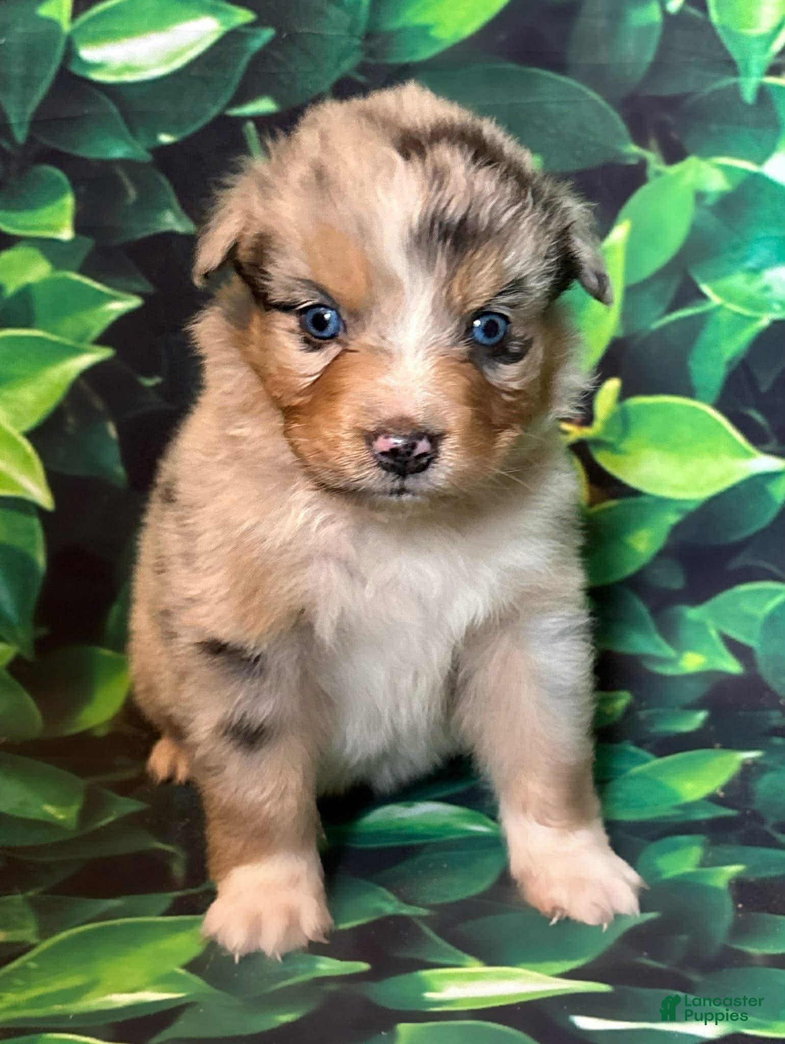 Australian Shepherd dogs Australian Shepherd Puppy 2 - Ad 24
