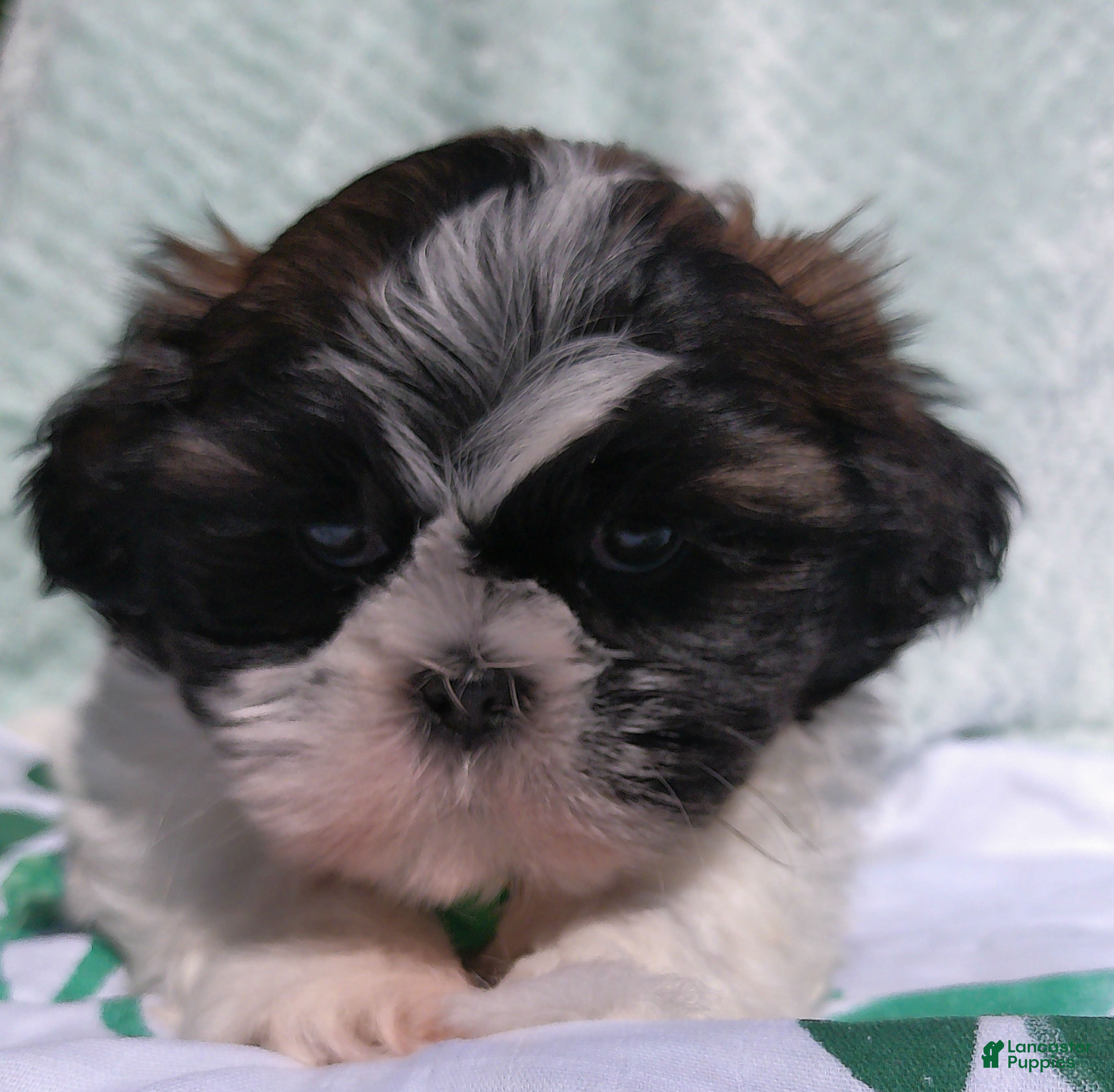 Shih Tzu dogs for sale: Patches - Ad 5