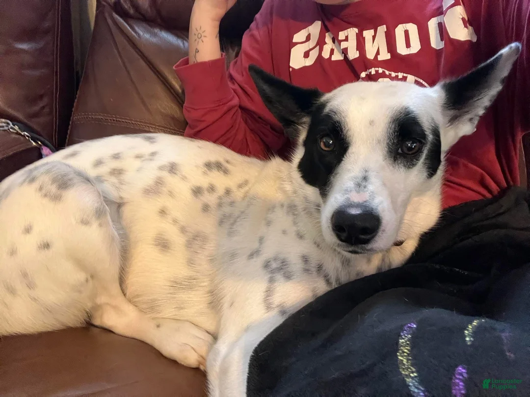 Mixed Breed dogs for sale: Junior - Ad 2