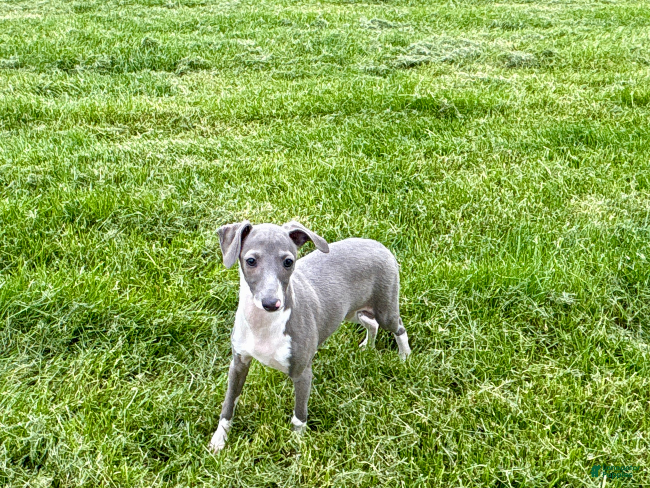 Italian Greyhound dogs Gina  - Ad 1