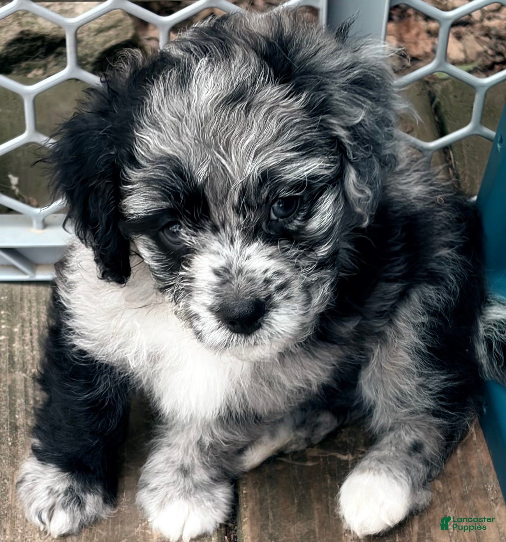 Mixed Breed dogs for sale: Corgi-Poo Schnoodle Hybrid - Ad 2