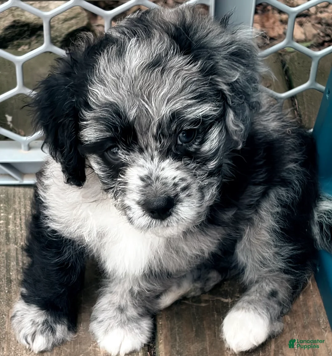 Mixed Breed dogs for sale: Corgi-Poo Schnoodle Hybrid - Ad 1