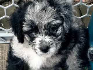 Mixed Breed dogs for sale: Corgi-Poo Schnoodle Hybrid - Ad 2