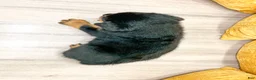 Rottweiler dogs for sale: Auggie - Ad 4