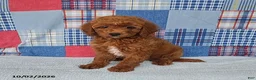 Mini Goldendoodle dogs for sale: Cupcake - Ad 5