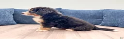 Bernese Mountain Dog dogs for sale: Millie - Ad 5